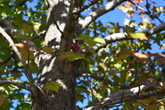 初めての一眼と紅葉W