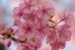 河津桜2020