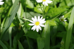 庭の花