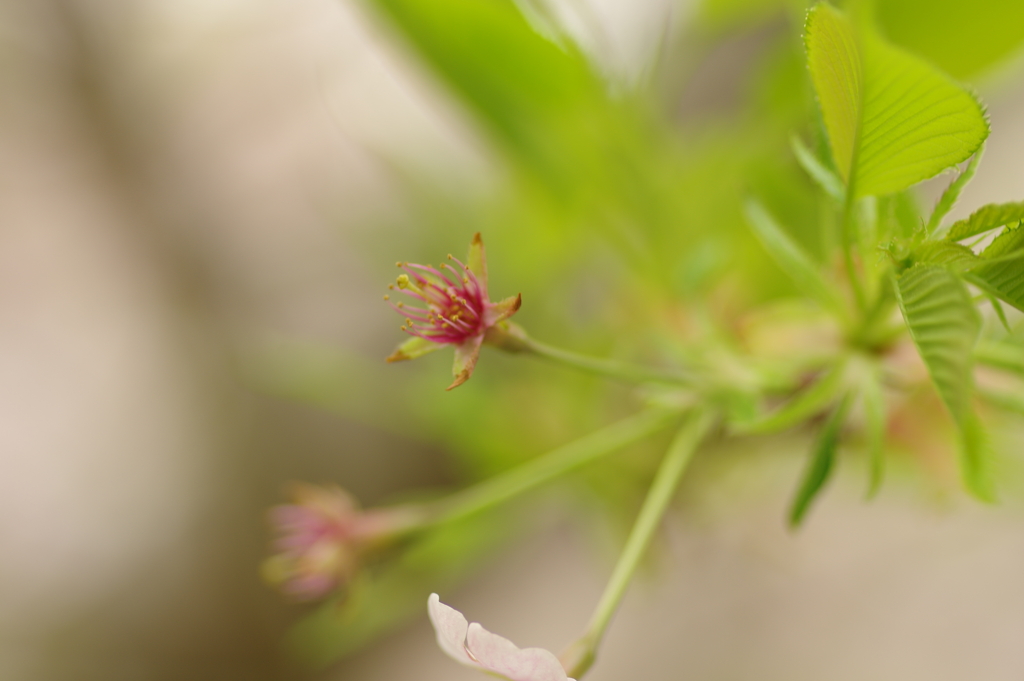 雨上がりお花見2021