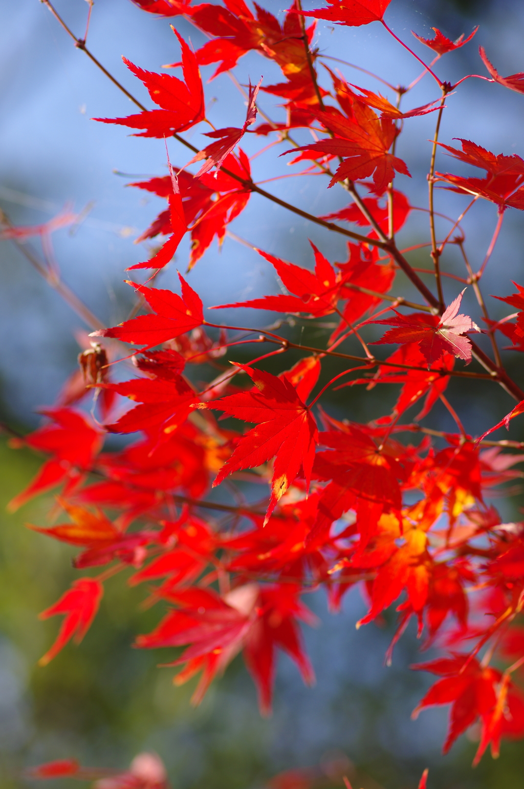 伊藤公記念公園の紅葉