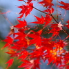 伊藤公記念公園の紅葉