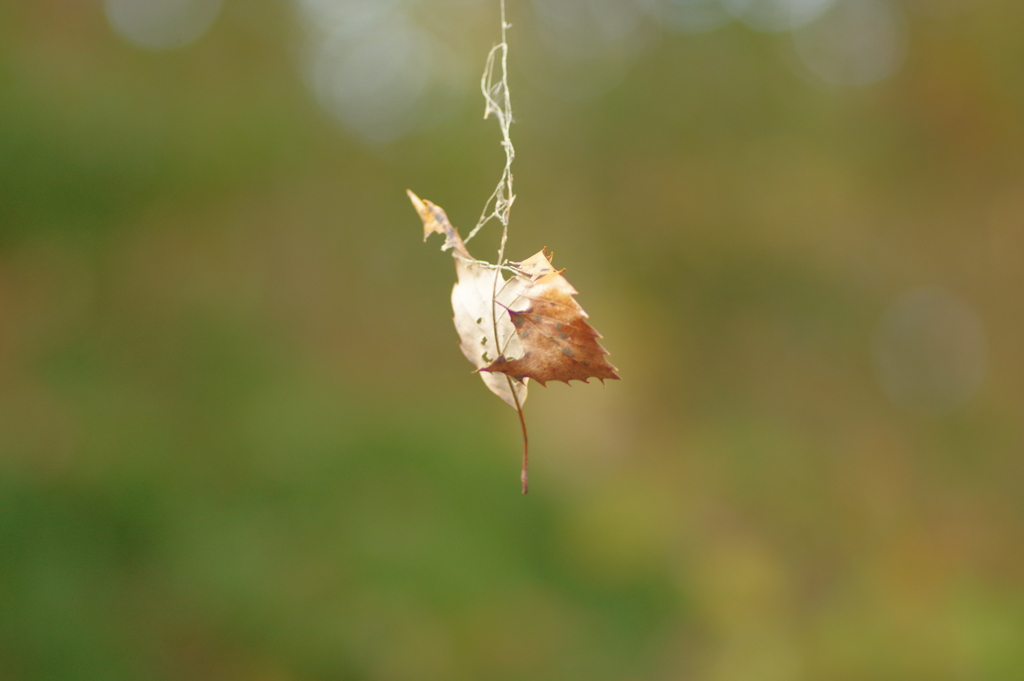 カメラ２台を抱えて紅葉終わり