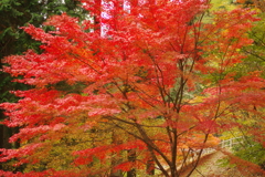 紅葉狩り２０２１