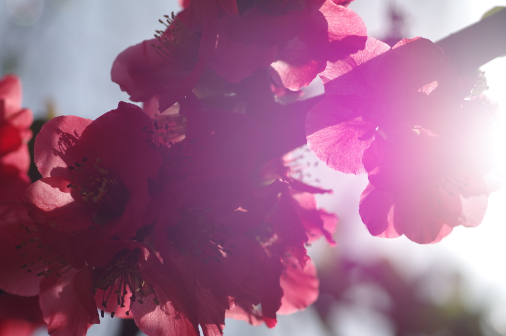 ひっそりと咲いていた木瓜の花