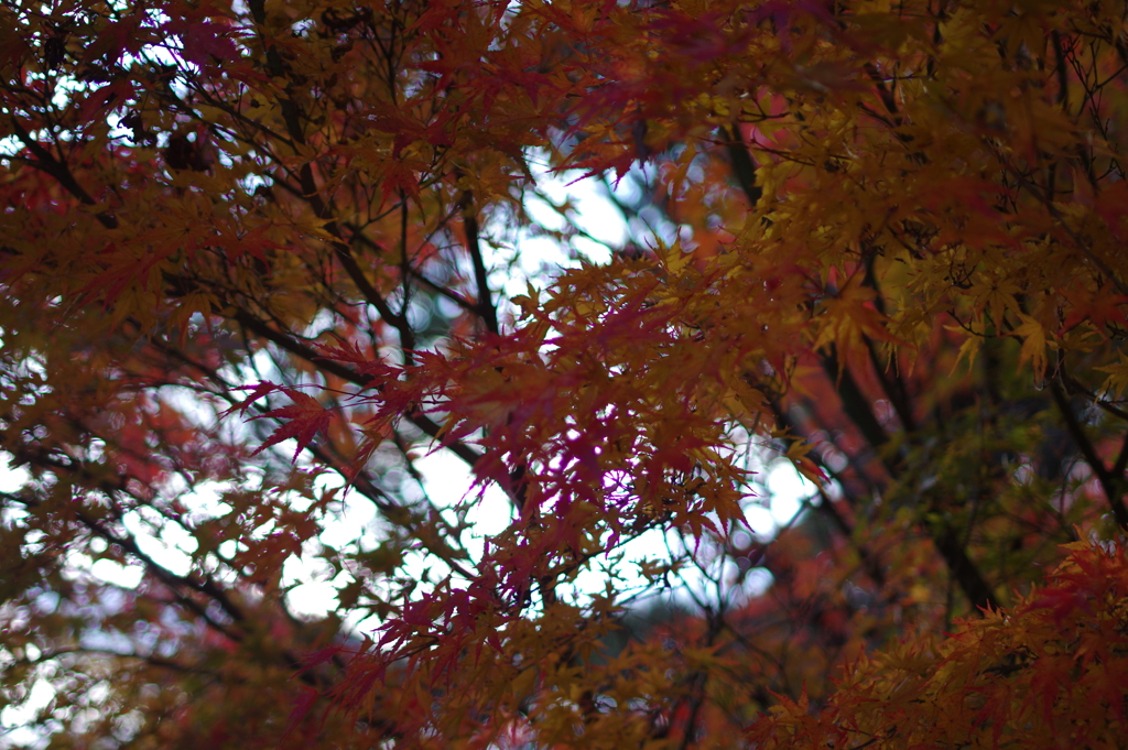 伊藤公記念公園の紅葉
