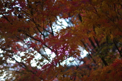 伊藤公記念公園の紅葉