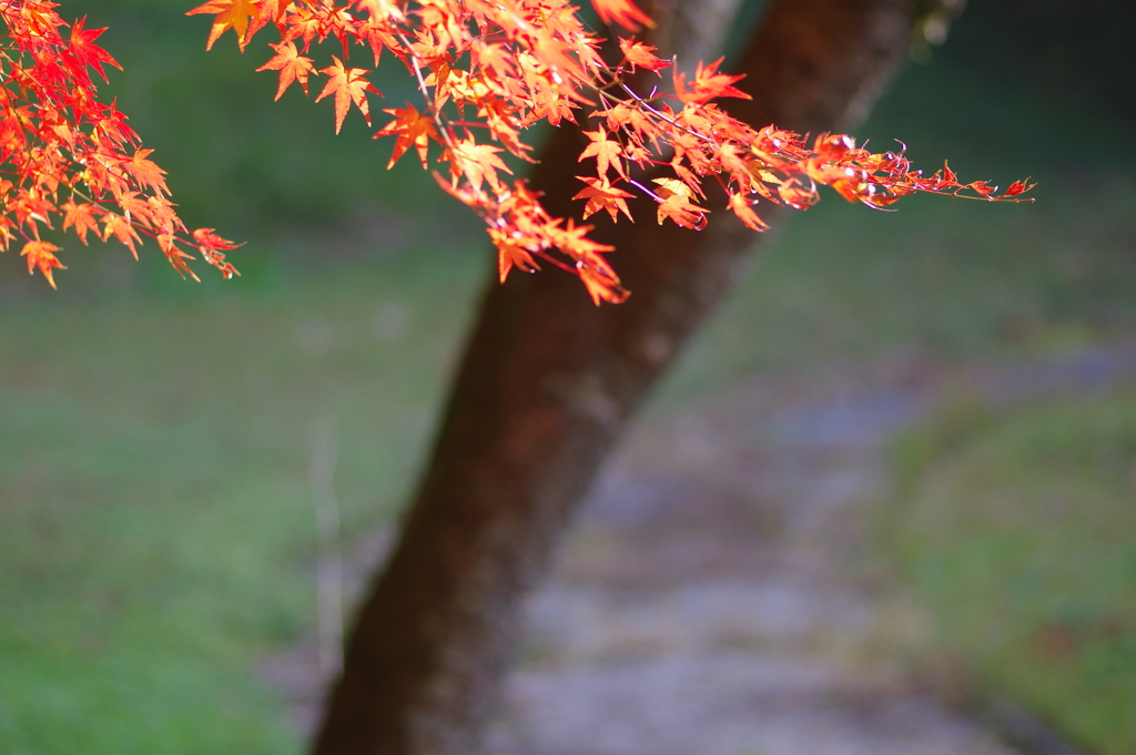 伊藤公記念公園の紅葉