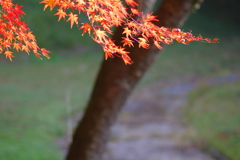 伊藤公記念公園の紅葉