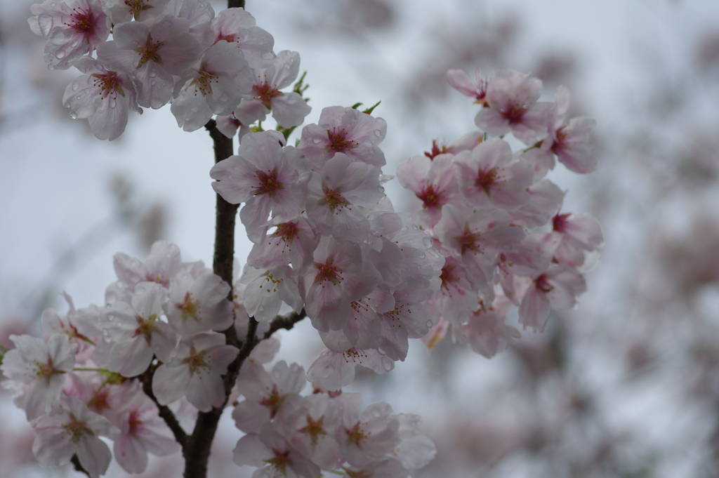 雨上がり一人でお花見