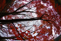 夫婦で紅葉狩り