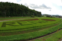 田んぼアート2019　in田布施