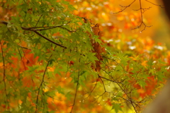 夫婦で紅葉狩り