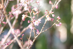 庭桜