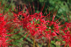 彼岸花