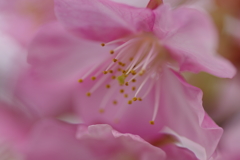 雌蕊を狙うもの
