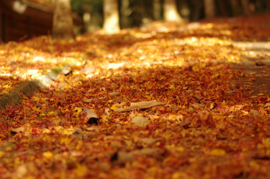 紅葉狩り
