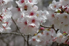 今年の桜は見頃が撮れず