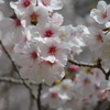 今年の桜は見頃が撮れず