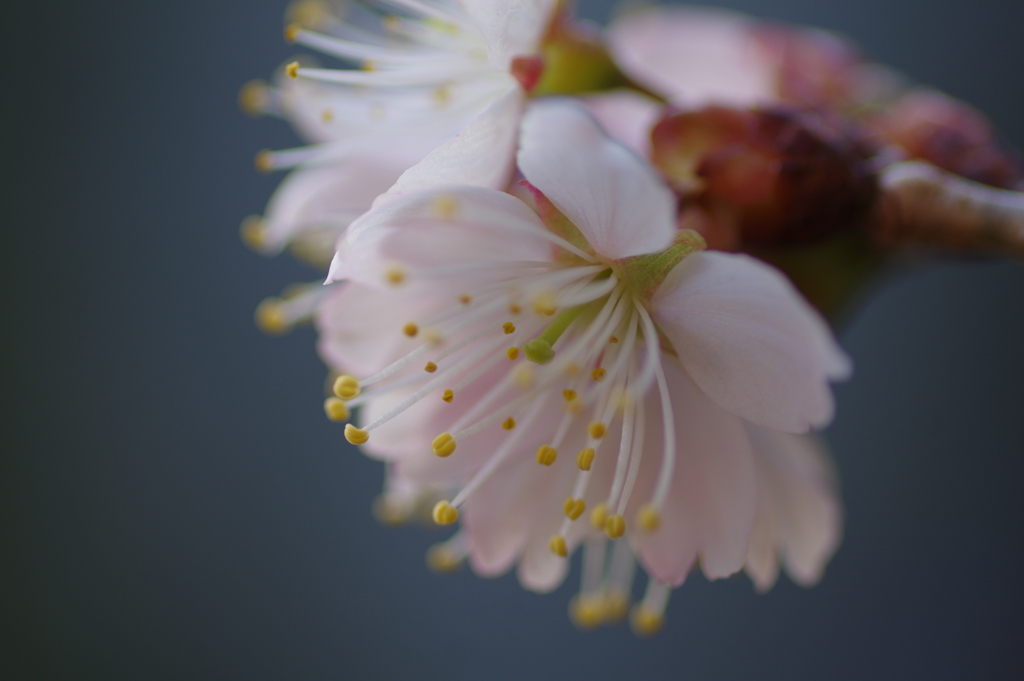 唐実桜