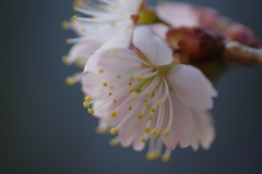 唐実桜