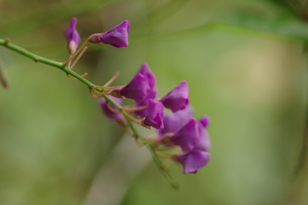 ハーデンベルギア