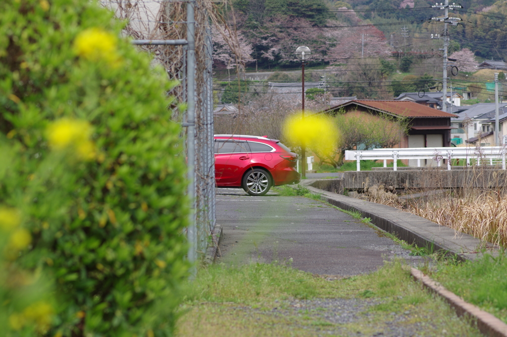 続花見は写真で
