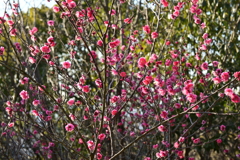 冠梅園