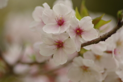 Cherry Blossoms2019