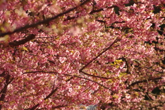 河津桜2020