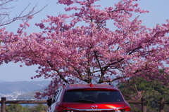 アテンザに河津桜を生けてみた