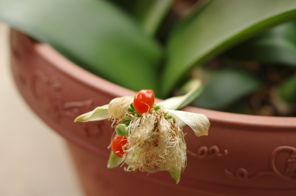 車から降りたら赤い実