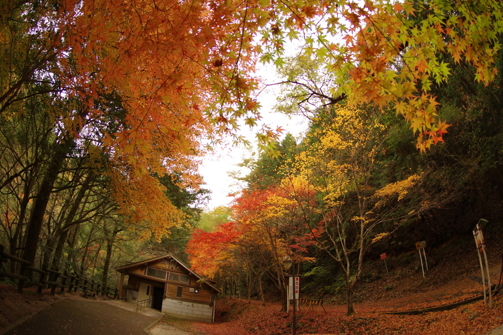 紅葉狩り２０２１