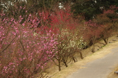 梅園散策