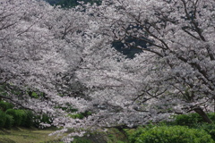 今年の桜は見頃が撮れず