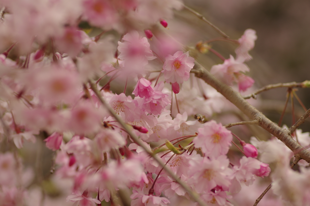 サクラサク別日