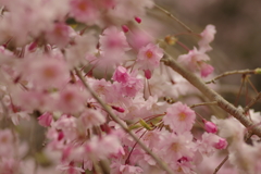 サクラサク別日