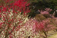 冠梅園