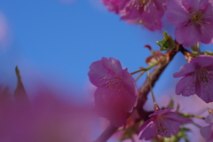 河津桜2020