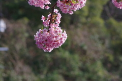 遅咲き河津桜