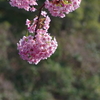 遅咲き河津桜
