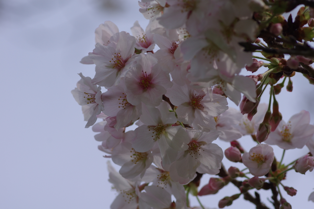 続花見は写真で
