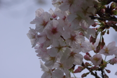 続花見は写真で