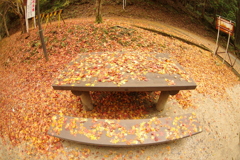 紅葉狩り２０２１