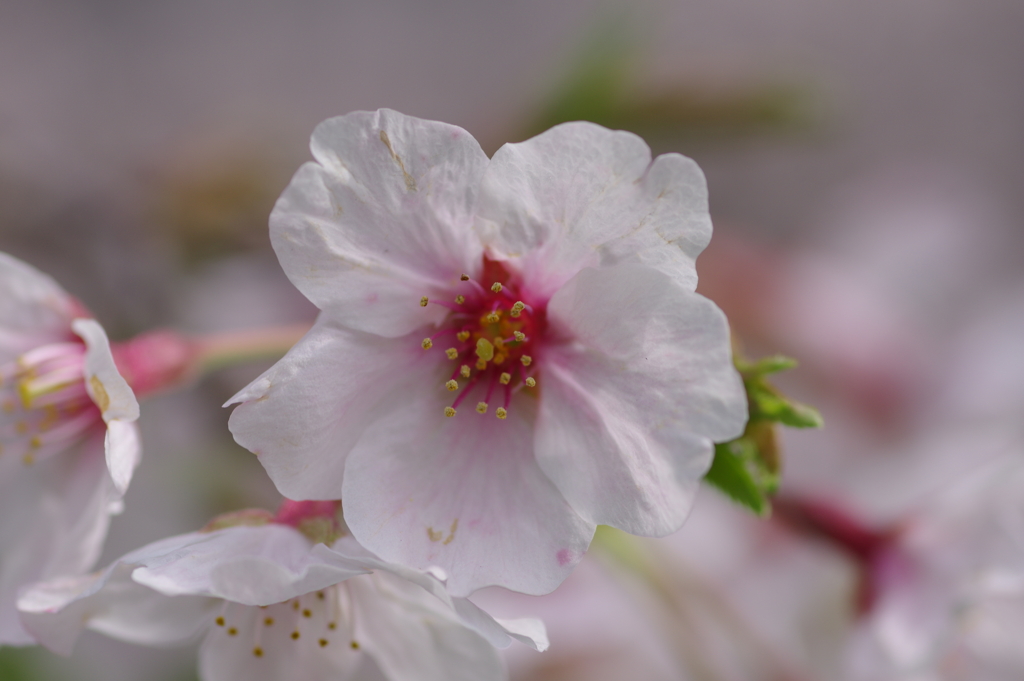 続花見は写真で