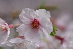 続花見は写真で