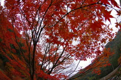 夫婦で紅葉狩り