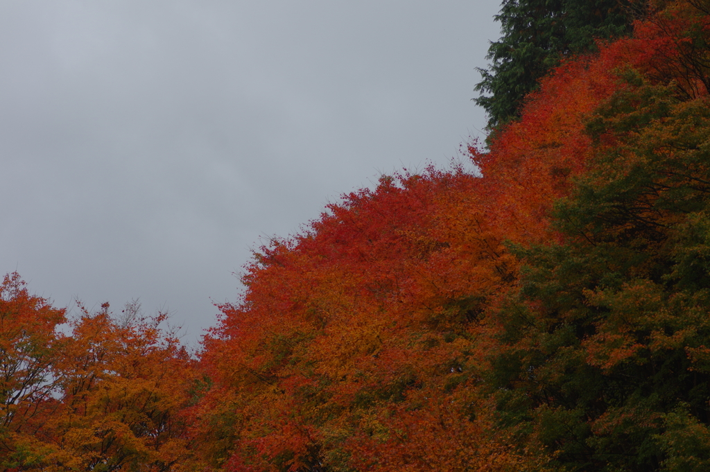 夫婦で紅葉狩り