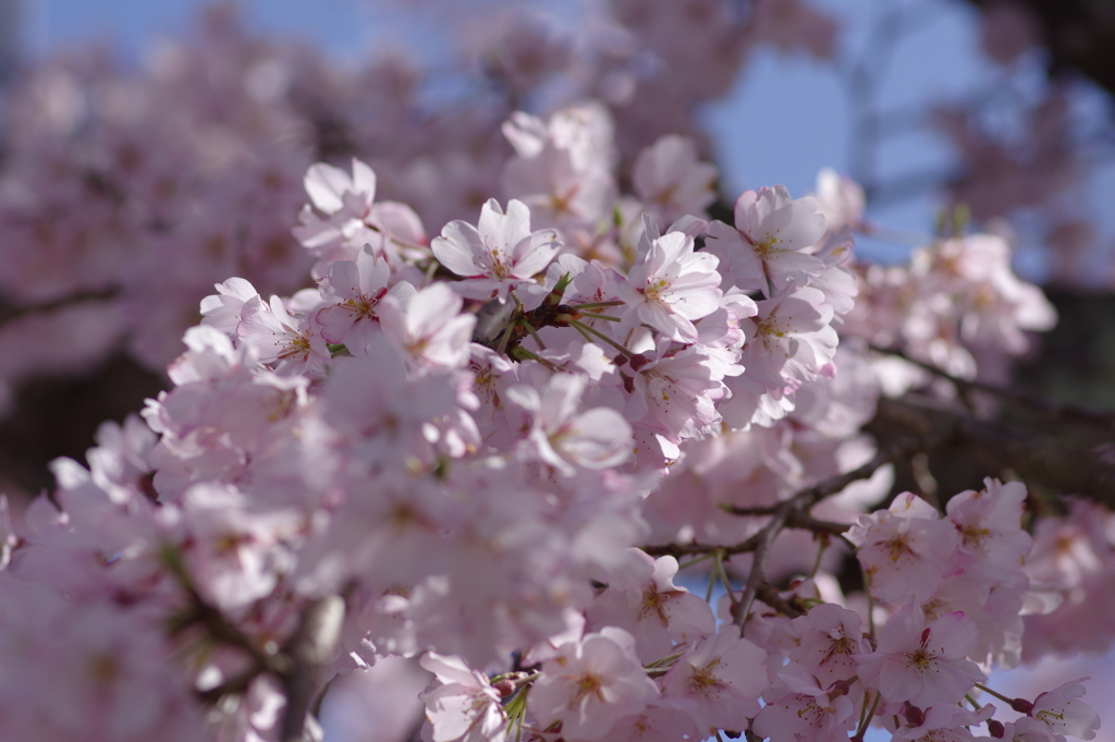親子で花見散歩