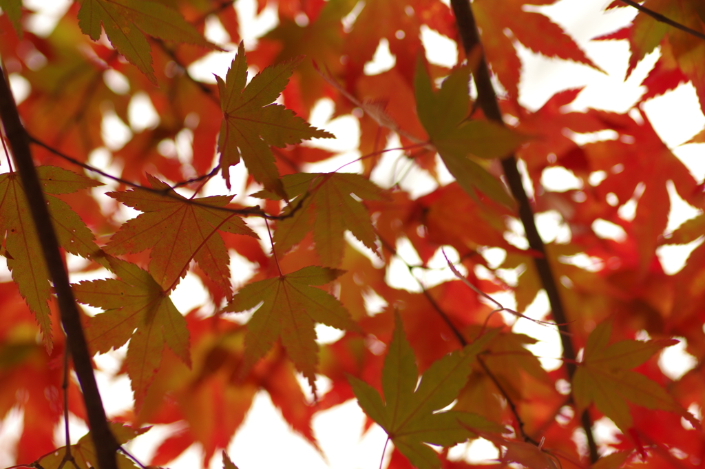 紅葉狩り２０２１